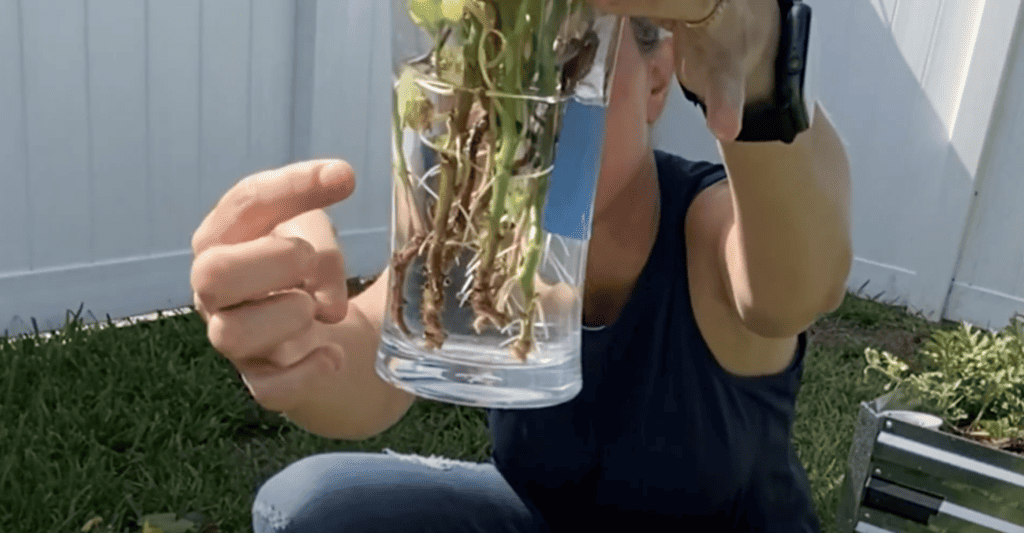 growing sweet potato slips